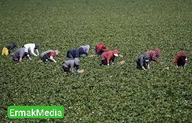 Мы не рабы, рабы не мы