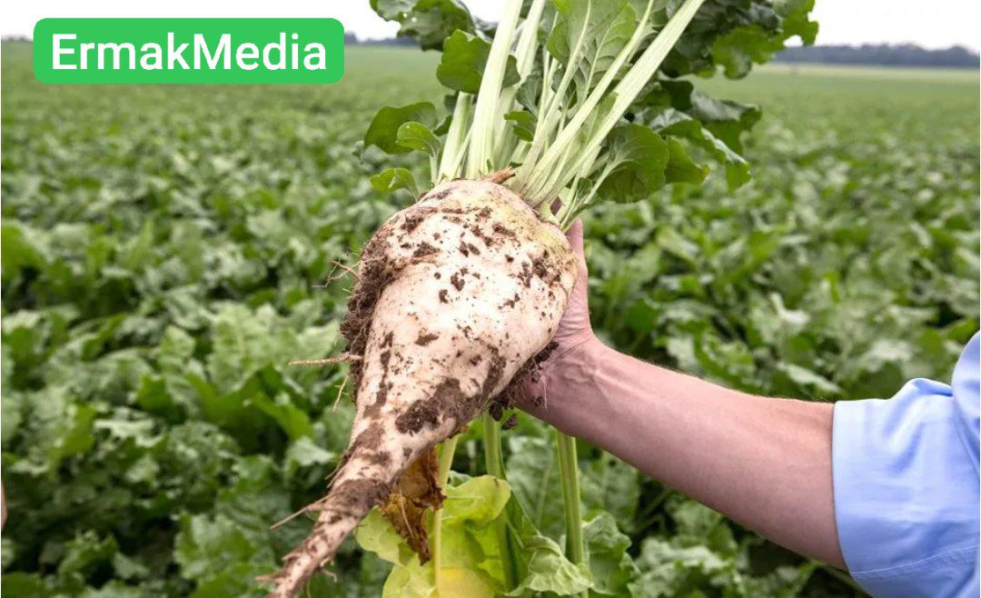 Несладкая жизнь