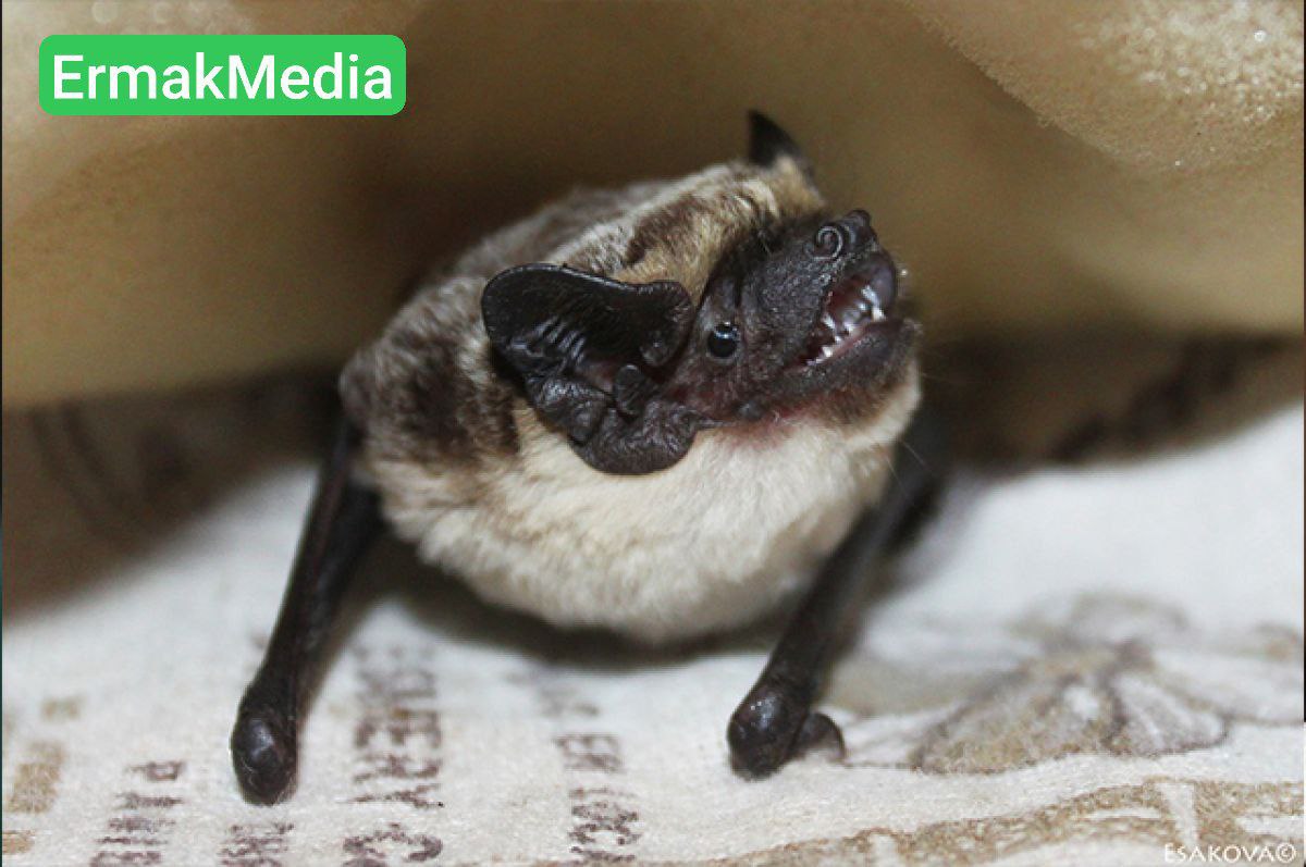 Нашествие летунов