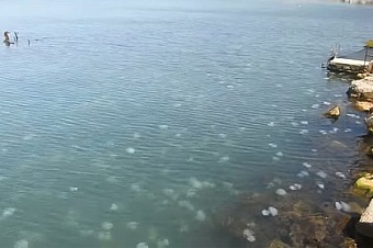 Ядовитые медузы захватили пляжи Керчи, причиняя неудобства туристам