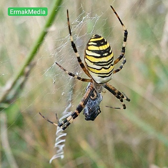 Неприятные соседи