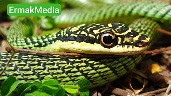 Необычный подарок из отпуска привезли москвичи 